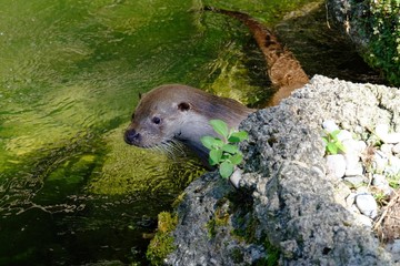Otter in the water near a rock
