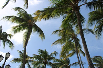 Fototapeta na wymiar palmeras