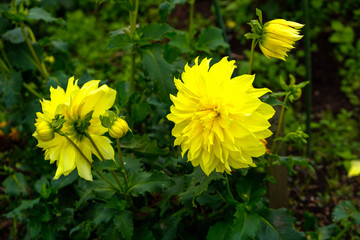 フラワーガーデン