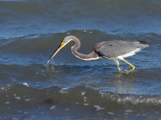 Tricoloured heron, Egretta tricolor