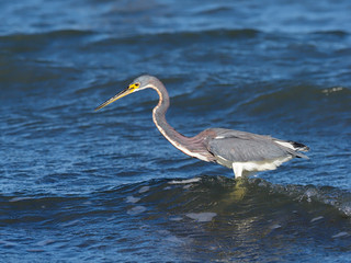 Tricoloured heron, Egretta tricolor