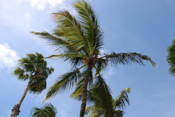 Fototapeta na wymiar palmera 