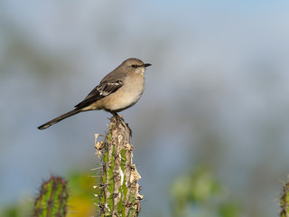 Tropical mockingbird, Mimus gilvus