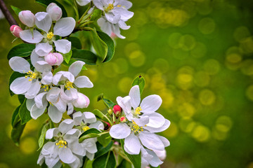 cherry blossom in focus in spring