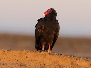 Turkey vulture, Cathartes aura