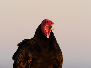 Turkey vulture, Cathartes aura