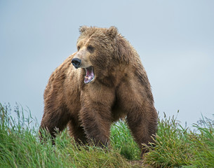 Obraz premium Brown Bear fishing for Salmon at McNeal River, Alaska
