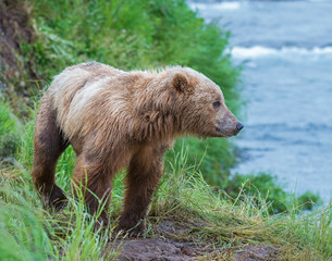 Fototapeta premium Brown Bear fishing for Salmon at McNeal River, Alaska