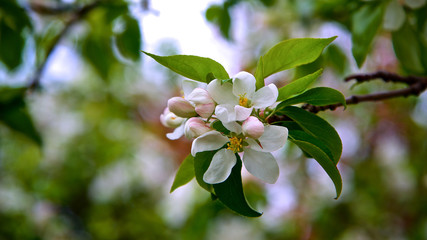 cherry blossom in the springtime