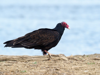 Turkey vulture, Cathartes aura