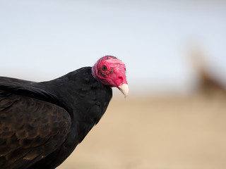 Turkey vulture, Cathartes aura