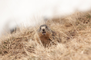 Fototapeta premium Alpine marmot, marmota marmota, The Alps, Italy