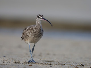 Whimbrel, Numenius phaeopus