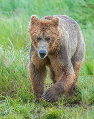 Fototapeta premium Brown Bear fishing for Salmon in Alaska