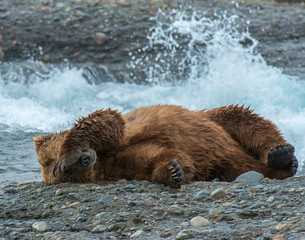 Sleeping Brown Bear after fishing for Salmon in Alaska