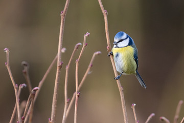 Eurasian blue tit perched on branch with brown background