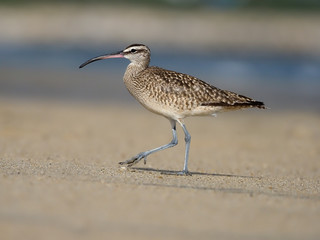 Whimbrel, Numenius phaeopus