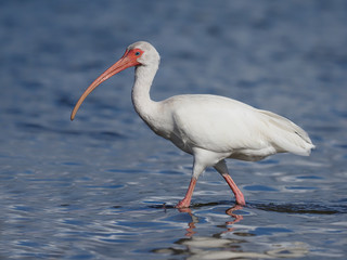 White ibis, Eudocimus albus,
