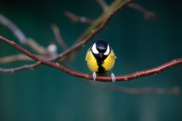 Portrait of great tit (parus major) perched on branch and blue background