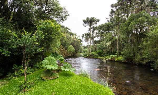 Rio cortando a floresta