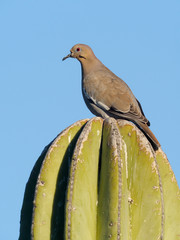 White-winged dove, Zenaida asiatica