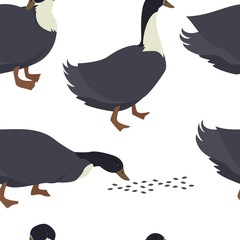 Farming today Blue swedish duck Vector illustration of a breed of domestic birds Seamless pattern
