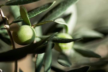 Close up shot of an olive on the branch