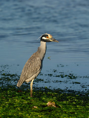 Yellow-crowned night-heron, Nycticorax violacea