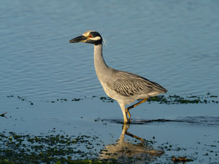 Yellow-crowned night-heron, Nycticorax violacea