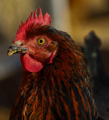 Detalle de la cabeza de una gallina marrón, primer plano de un ave de corral