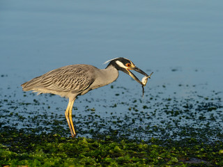Yellow-crowned night-heron, Nycticorax violacea