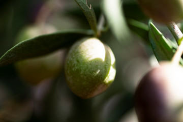 Close up shot of an olive on the branch