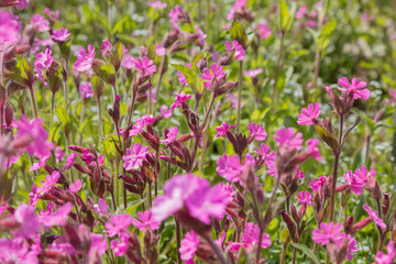 pretty pink lychnis flowers in the meadow at springtime