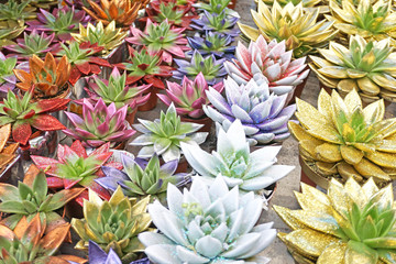 Colorful row flowers