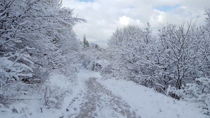 Obraz premium snowy path