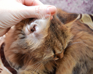 a fluffy red and gray domestic mongrel cat that is being checked is already sitting and looking carefully