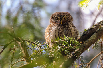 Eurasian Pygmy Owl