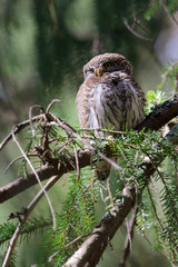 Eurasian Pygmy Owl