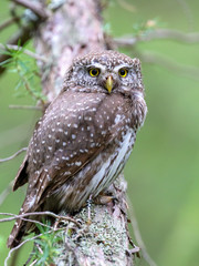 Eurasian Pygmy Owl
