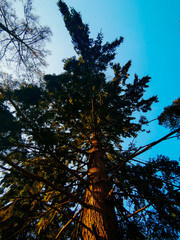 green spruce forest in the morning