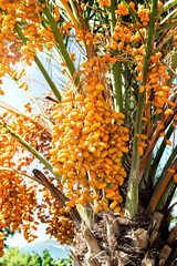 Beautiful Date Palm tree or Phoenix tree with date plam fruit.
