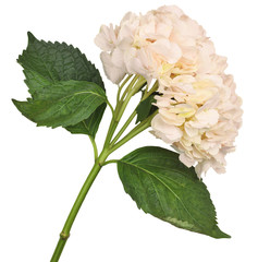 Cream hydrangea flower