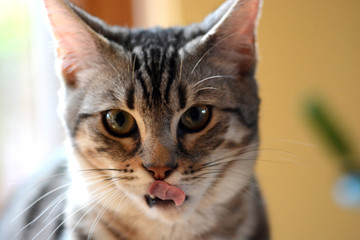 my beautiful Bengal cat