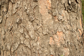 Natural Tree Bark Peeled Texture Background Image