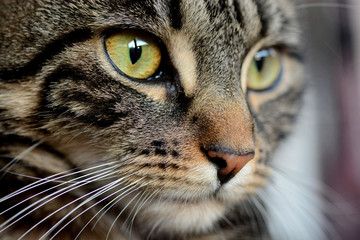 my beautiful Bengal cat