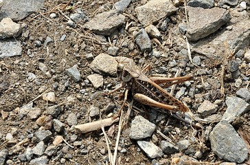 brown grasshopper