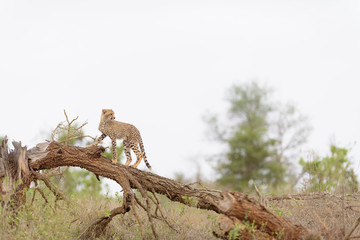 Cheetah in the wilderness of Africa, cheetah cub, cheetah mom