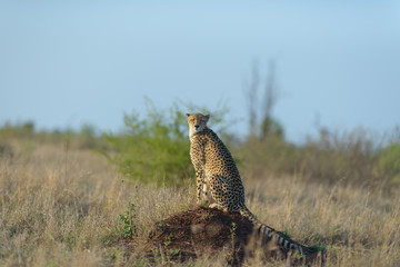 Cheetah in the wilderness of Africa, cheetah cub, cheetah mom