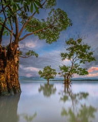 Tree By Lake Against Sky