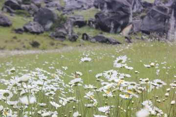 Obraz na płótnie Canvas Valley of flower